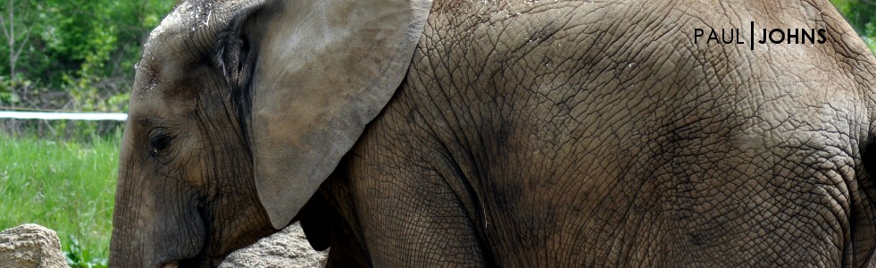 Elephant in Pittsburgh Zoo