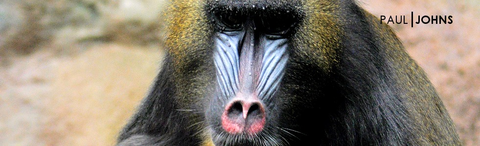 Mandrill in Pittsburgh Zoo